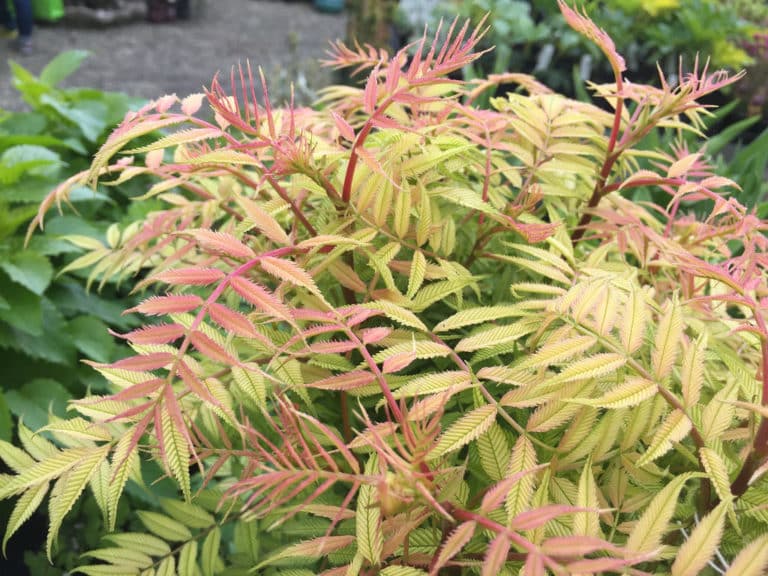 Sorbaire (Sorbaria)