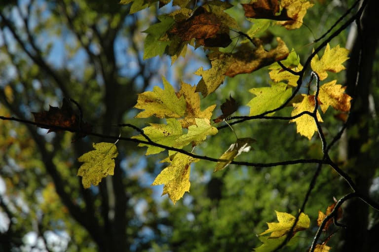 Sorbiers (Sorbus)
