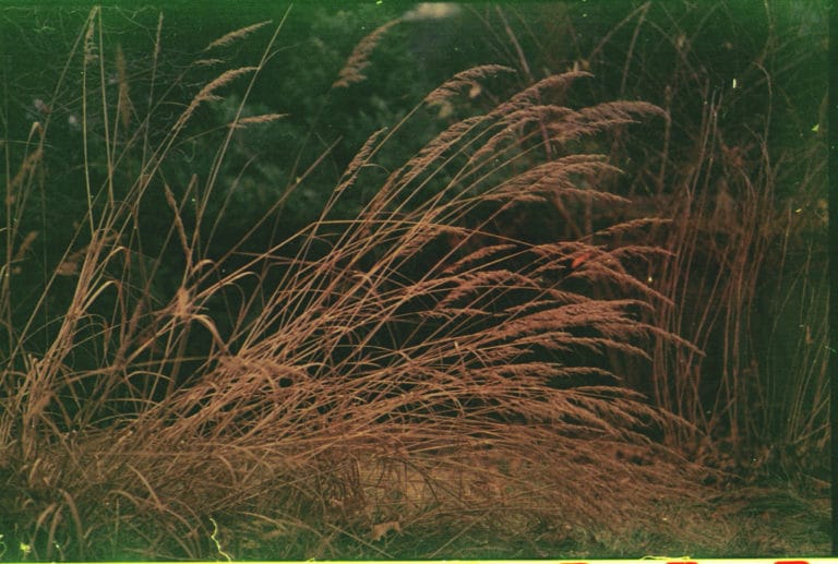 Sorghastrum (Sorghastrum)