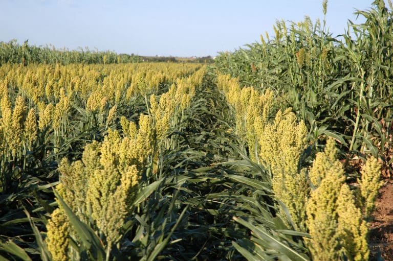 Sorgho (Sorghum)
