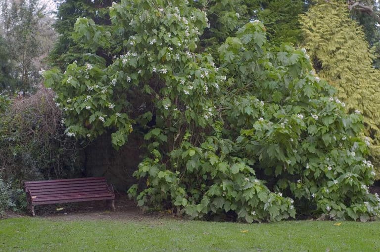 Sparmannia (Sparmannia)