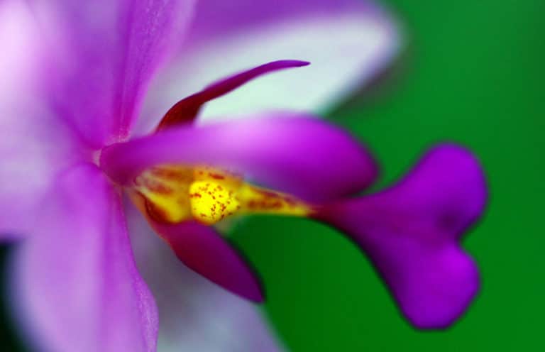 Spathoglottis (Spathoglottis)