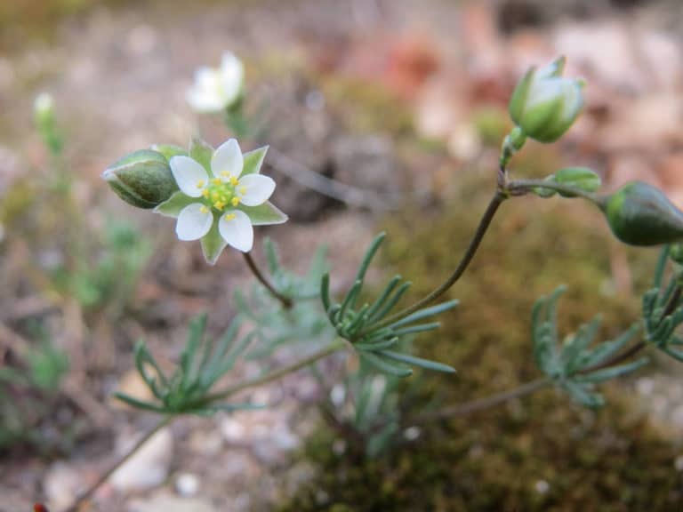Spergula (Spergula)