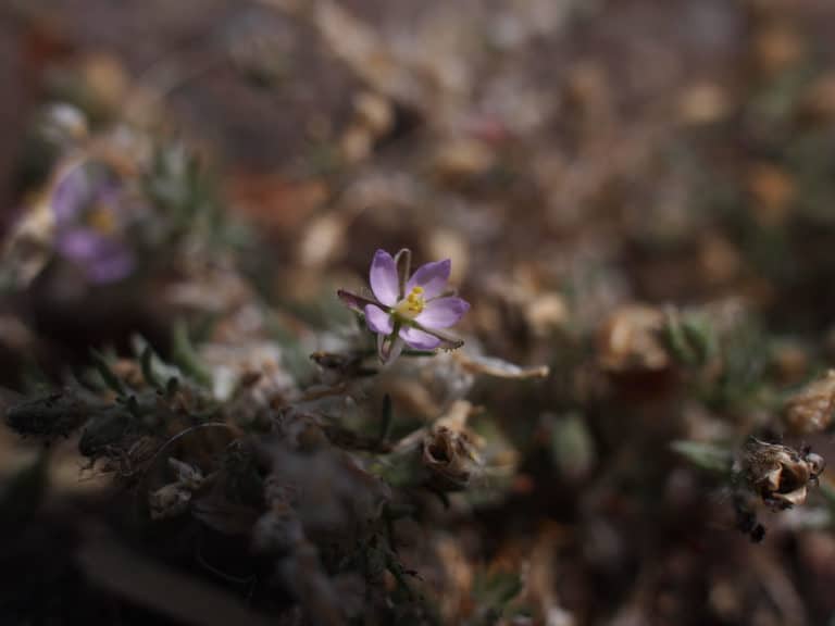 Spergularia (Spergularia)