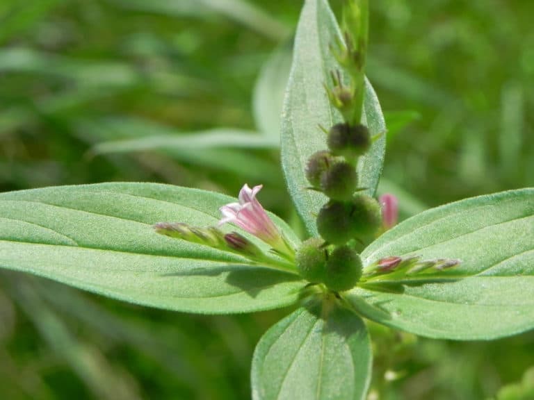 Spigelia (Spigelia)