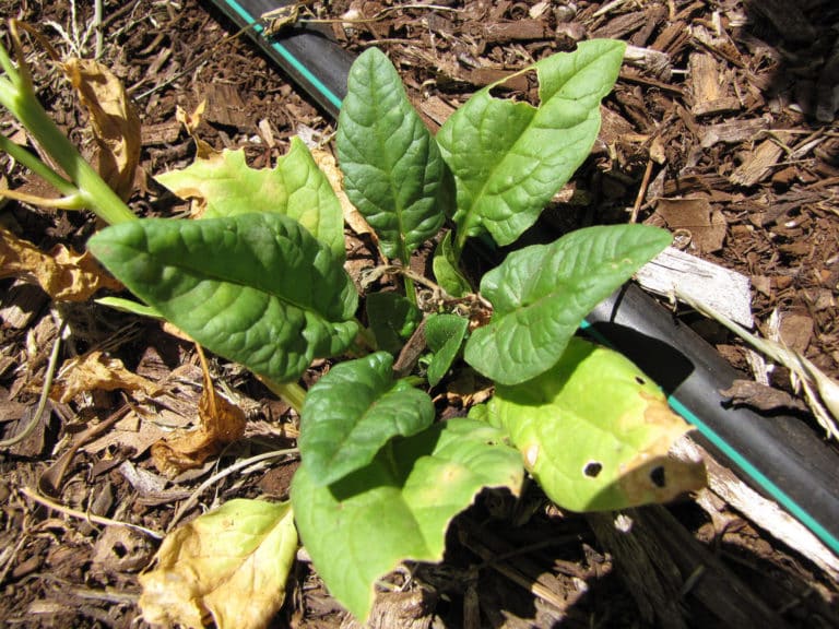 Spinacia (Spinacia)