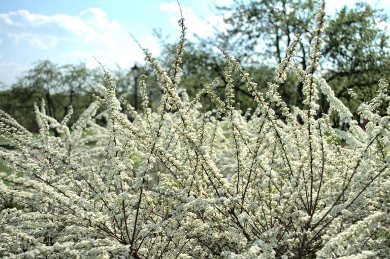 Spirée (Spiraea)
