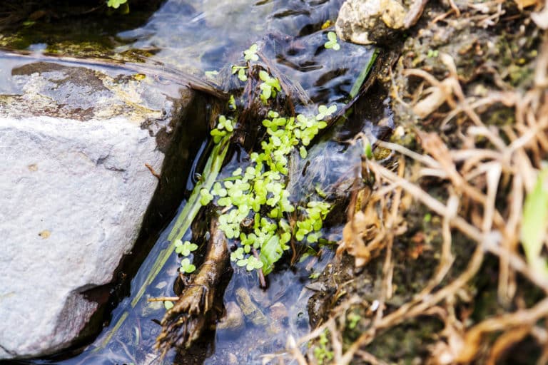 Spirodela (Spirodela)