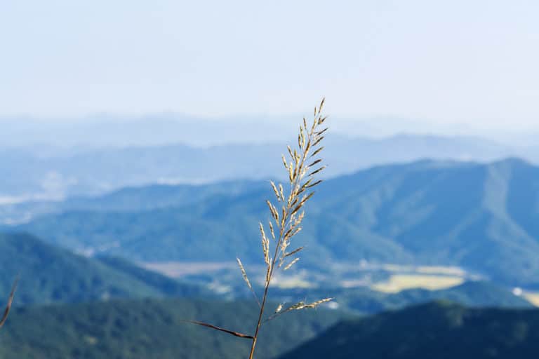 Spodiopogon (Spodiopogon)