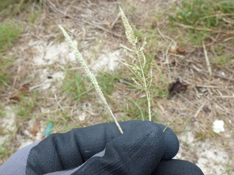 Sporobole (Sporobolus)