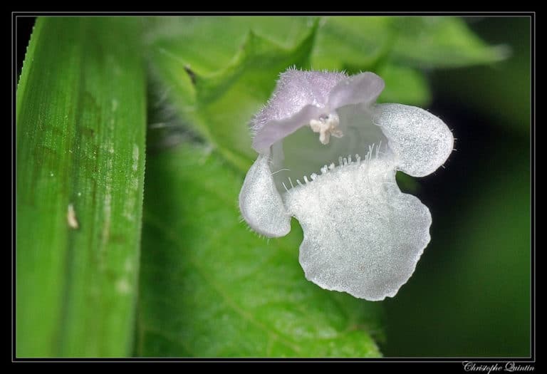 Épiaire (Stachys)