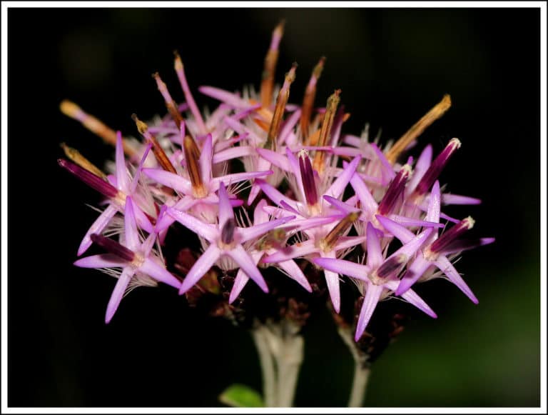 Staehelina (Staehelina)
