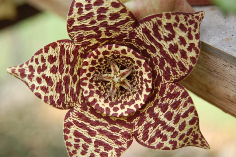 Stapelia (Stapelia)