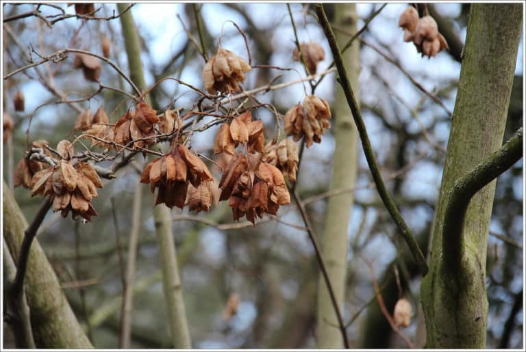 Staphylea (Staphylea)