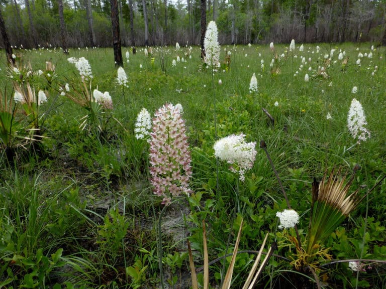 Stenanthium (Stenanthium)