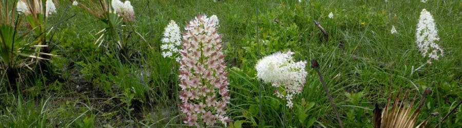 Stenanthium