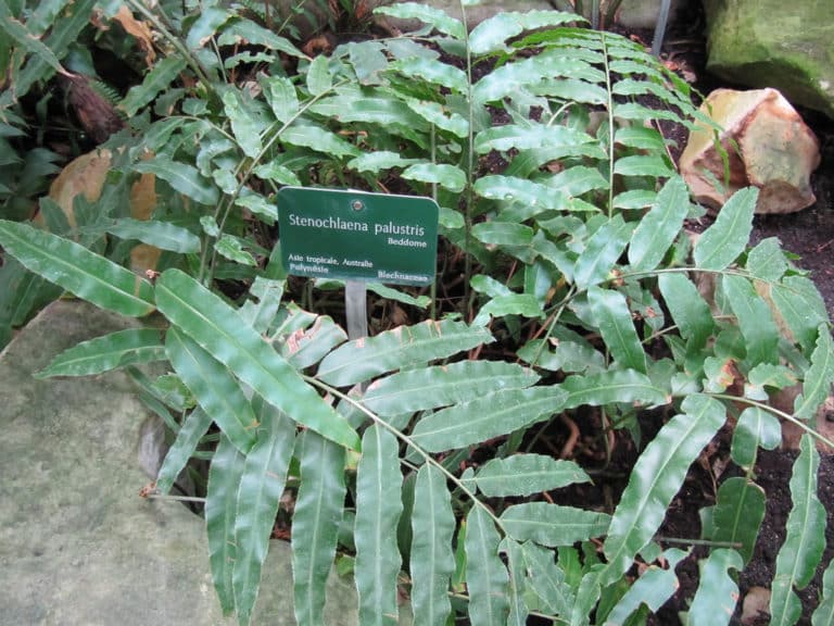 Stenochlaena (Stenochlaena)