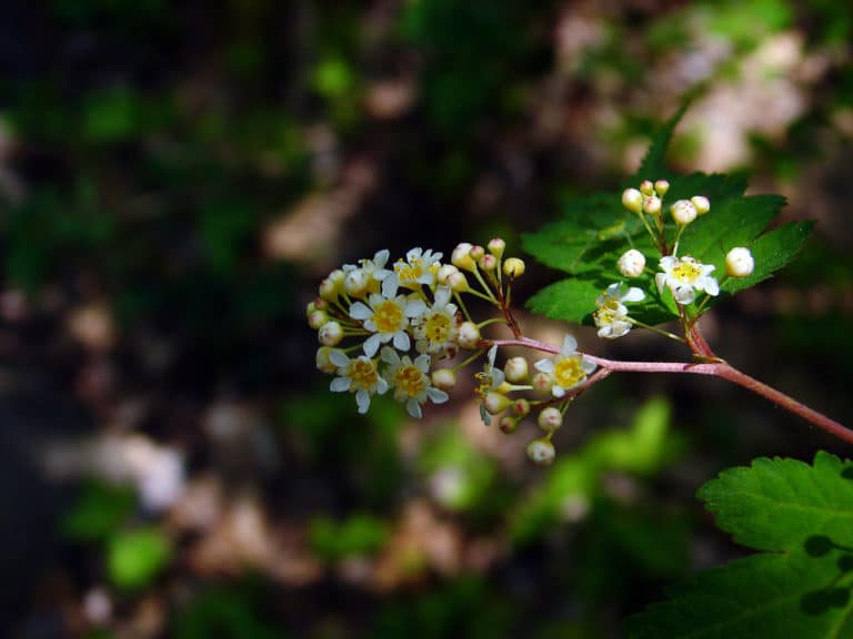 Stéphanandra (Stephanandra)