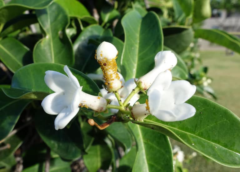 Stephanotis (Stephanotis)