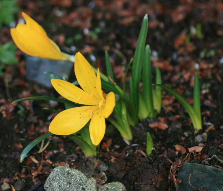 Sternbergia (Sternbergia)