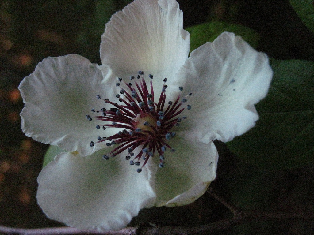 Stewartia (Stewartia)