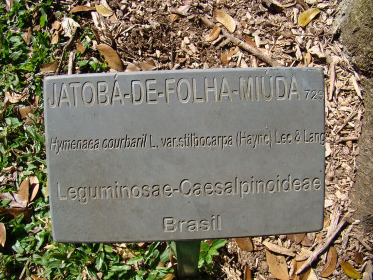 Stilbocarpa (Stilbocarpa)
