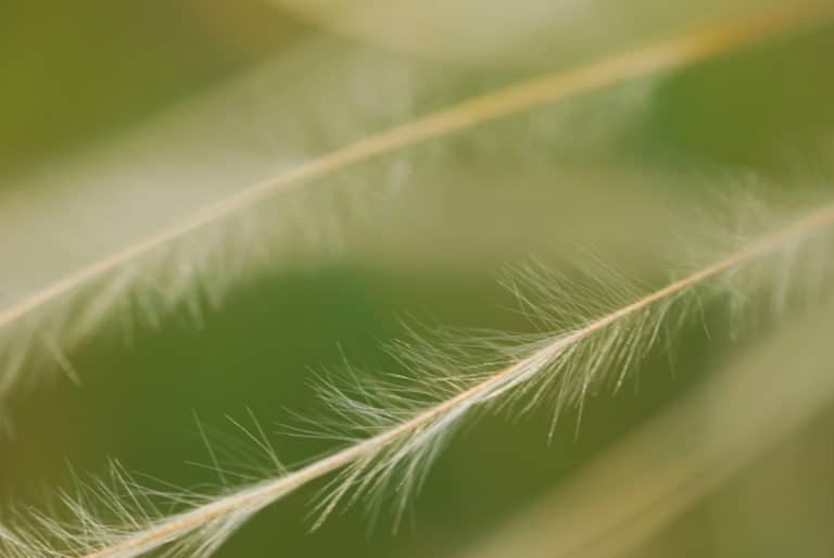 Stipes (Stipa)