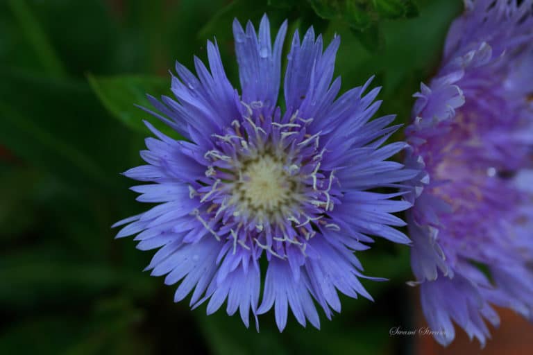 Stokesia (Stokesia)