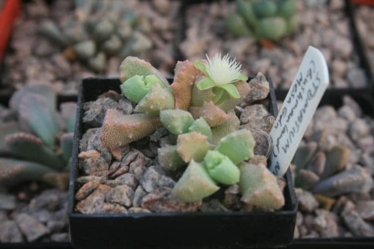 Stomatium (Stomatium)