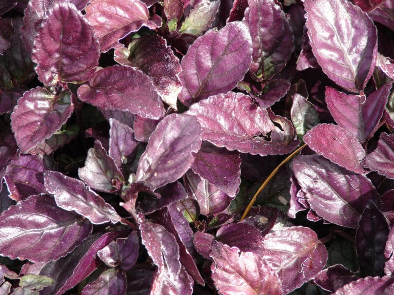 Strobilanthes (Strobilanthes)