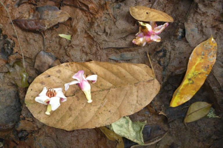 Strophanthe (Strophanthus)