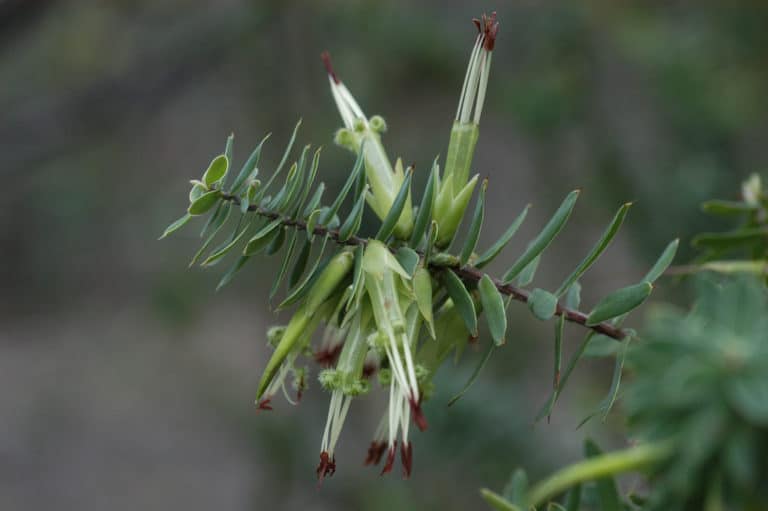 Styphelia (Styphelia)