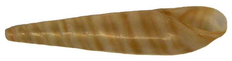 Subularia (Subularia)