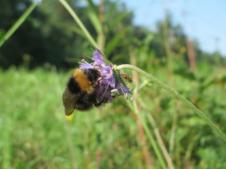Succisa (Succisa)