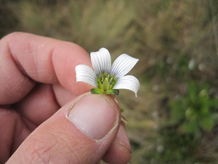 Swertia (Swertia)