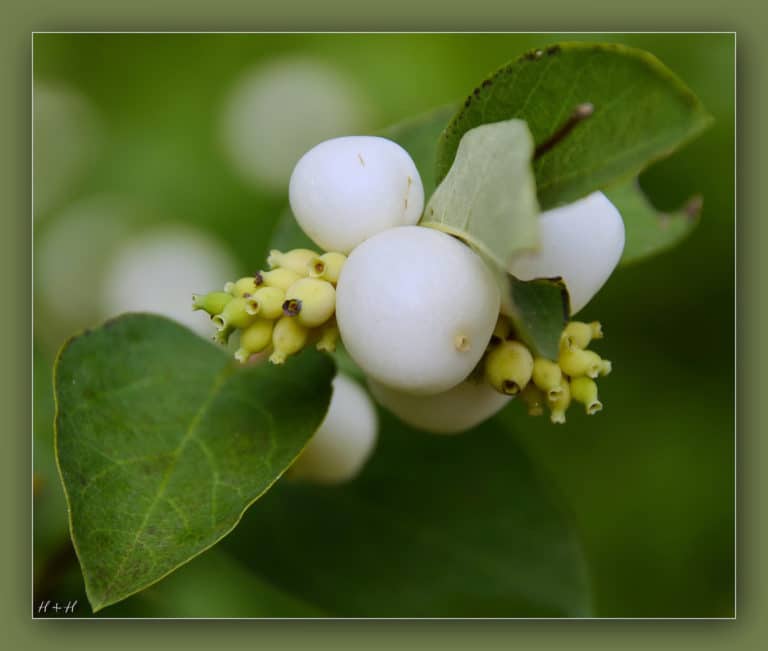 Symphorine (Symphoricarpos)