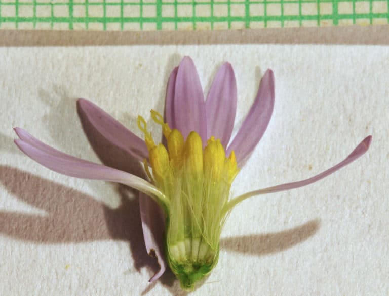 Symphyotrichum (Symphyotrichum)