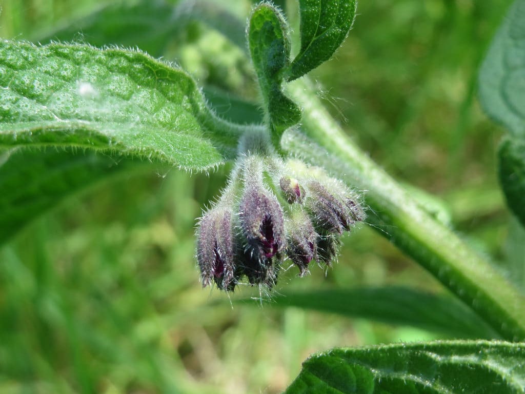 Consoude (Symphytum)