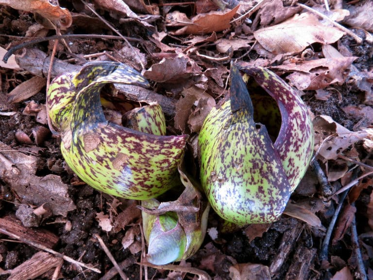 Symplocarpus (Symplocarpus)