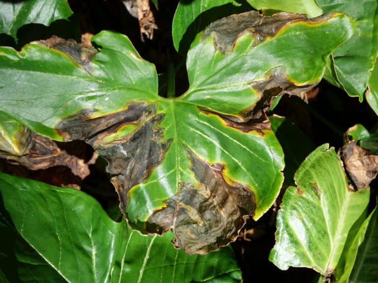 Patte-d'oie (Syngonium)