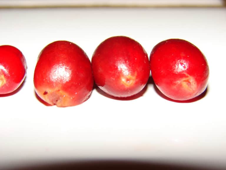 Synsepalum (Synsepalum)