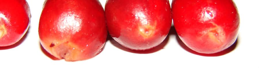 Synsepalum