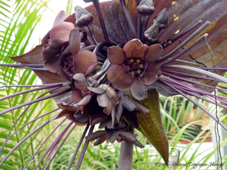 Tacca (Tacca)
