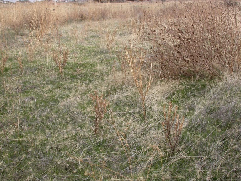 Taeniatherum (Taeniatherum)