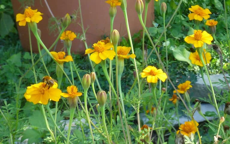 Tagètes (Tagetes)