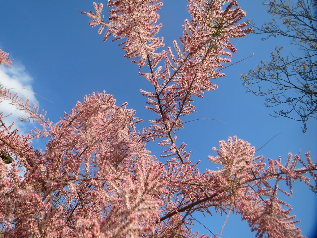 Tamaris (Tamarix)