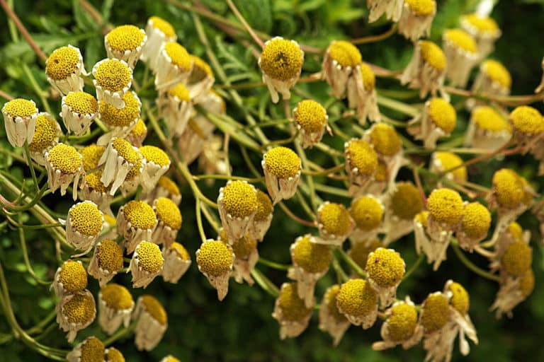 Tanaisie (Tanacetum)