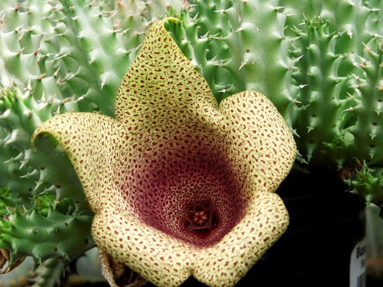 Tavaresia (Tavaresia)