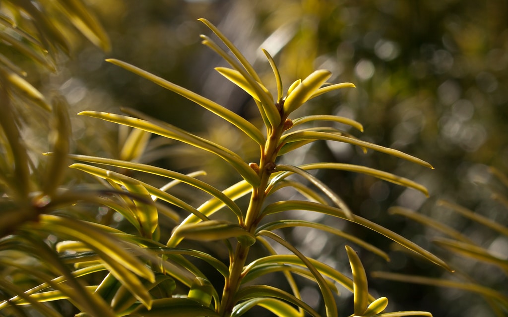 If (Taxus)