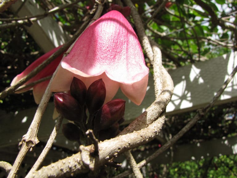 Tecomanthe (Tecomanthe)